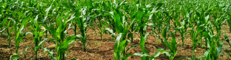 Procurement Opportunities